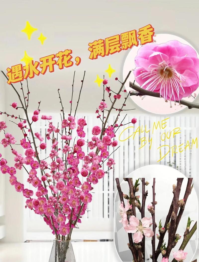 红梅枝条如何水养才能开花？水养红梅枝条的正确方法是什么？