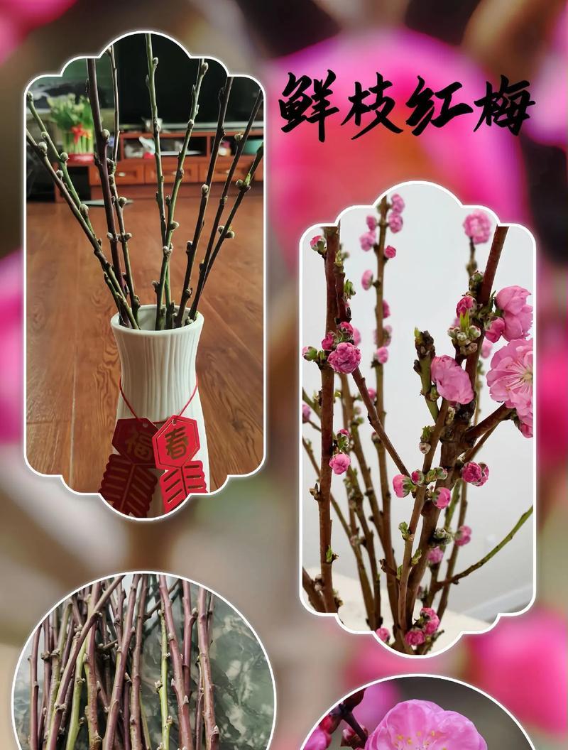 红梅枝条如何水养才能开花？水养红梅枝条的正确方法是什么？