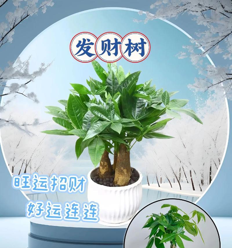 家中吉祥的发财树如何养护？养护发财树的正确方法是什么？