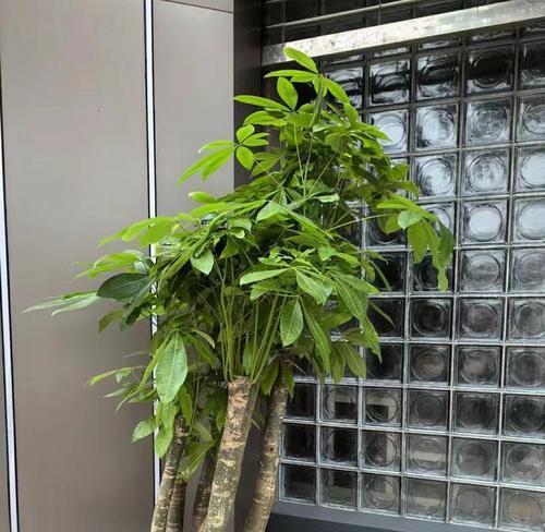家中吉祥的发财树如何养护？养护发财树的正确方法是什么？