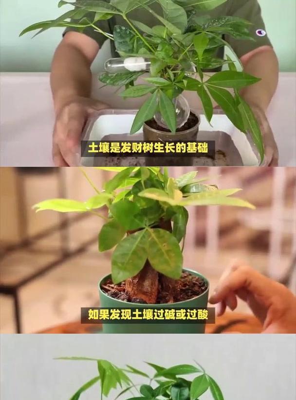 家中吉祥的发财树如何养护？养护发财树的正确方法是什么？