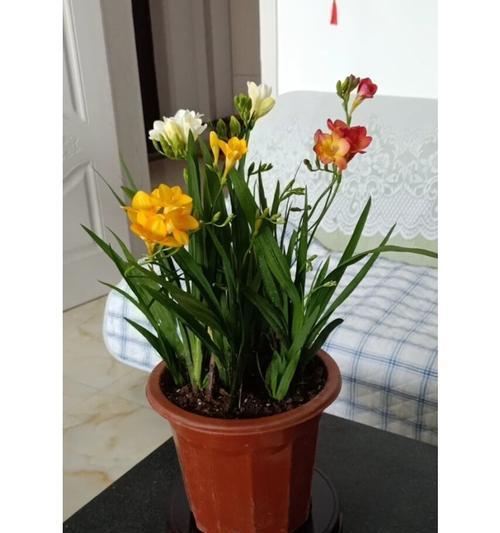 香雪兰花的养殖方法是什么？如何正确养殖香雪兰花？