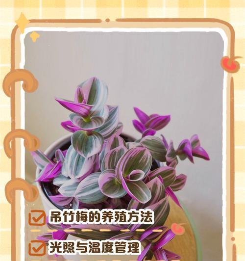 吊竹梅的扦插方法是什么？如何成功扦插吊竹梅？