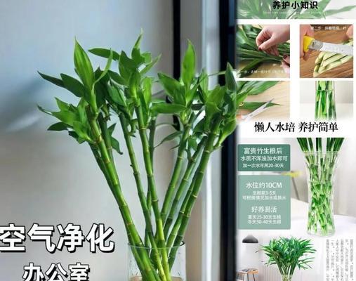 水培转运竹的养护秘籍是什么？如何正确养护水培转运竹？