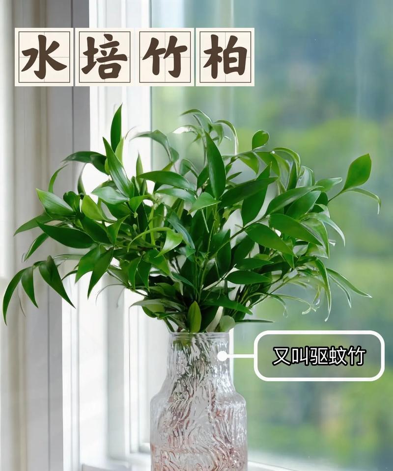 水培转运竹的养护秘籍是什么？如何正确养护水培转运竹？