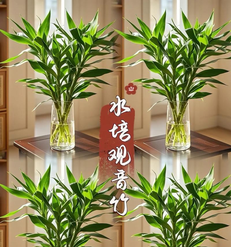 水培转运竹的养护秘籍是什么？如何正确养护水培转运竹？