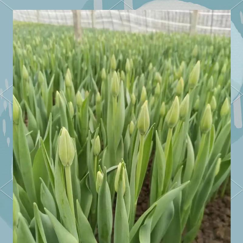 花草养护小知识是什么？郁金香的花期是几月份？