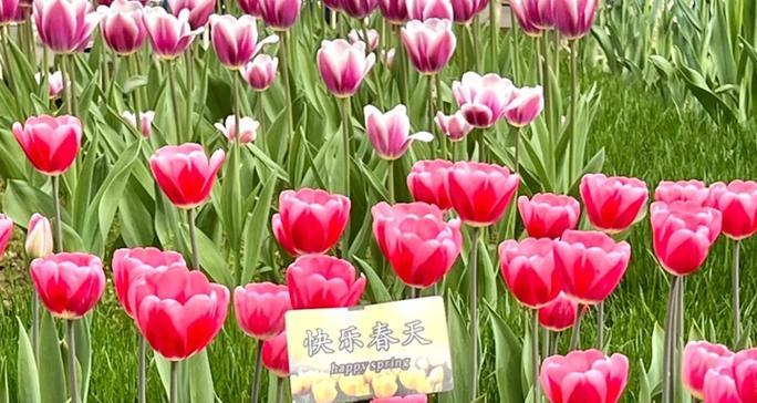 花草养护小知识是什么？郁金香的花期是几月份？