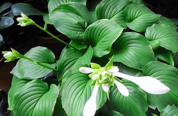 新手必看的10种超省心低维护植物是什么？