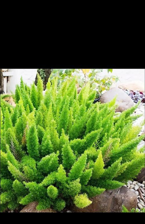 新手必看的10种超省心低维护植物是什么？