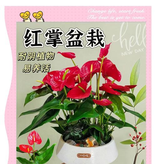 红掌花卉是什么？如何正确养护红掌花卉？