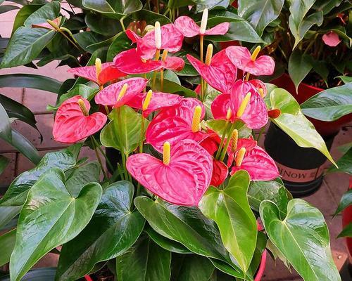 红掌花卉是什么？如何正确养护红掌花卉？