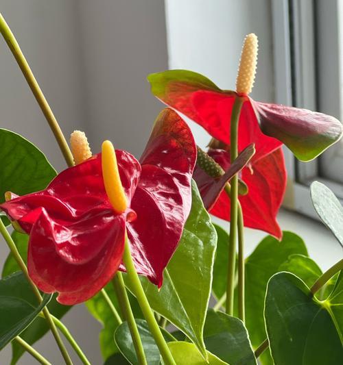 红掌花卉是什么？如何正确养护红掌花卉？
