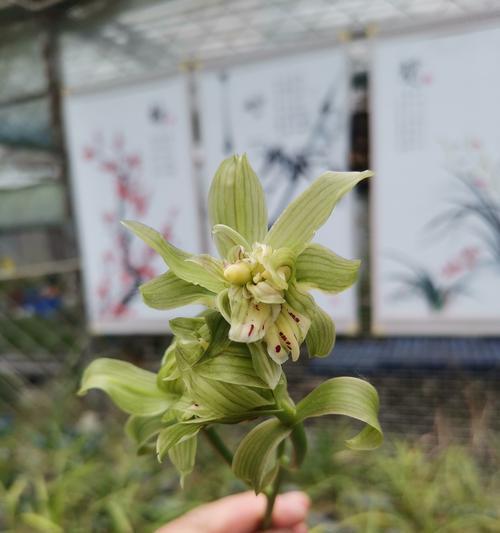 野生兰草花的栽培方法是什么？如何正确栽培野生兰草花？