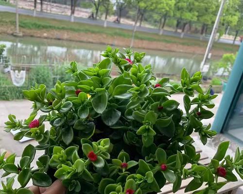 如何掌握牡丹吊兰扦插技巧？美家绿植更进一步的秘诀是什么？