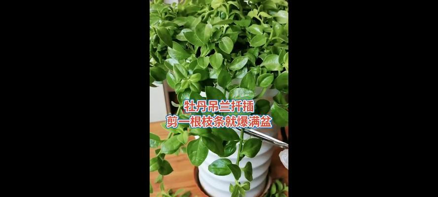 如何掌握牡丹吊兰扦插技巧？美家绿植更进一步的秘诀是什么？