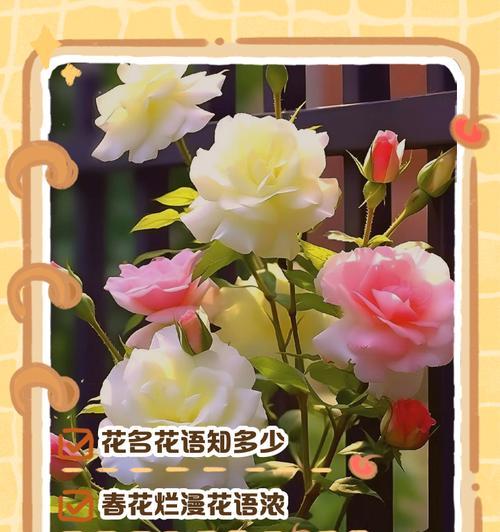 白兰花如何繁殖？嫁接高压详解是什么？
