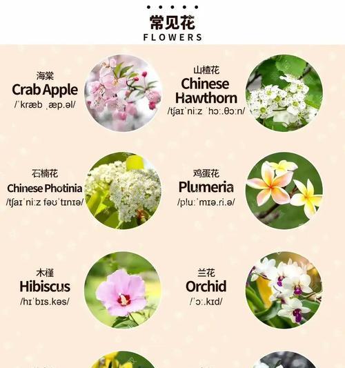 白兰花如何繁殖？嫁接高压详解是什么？
