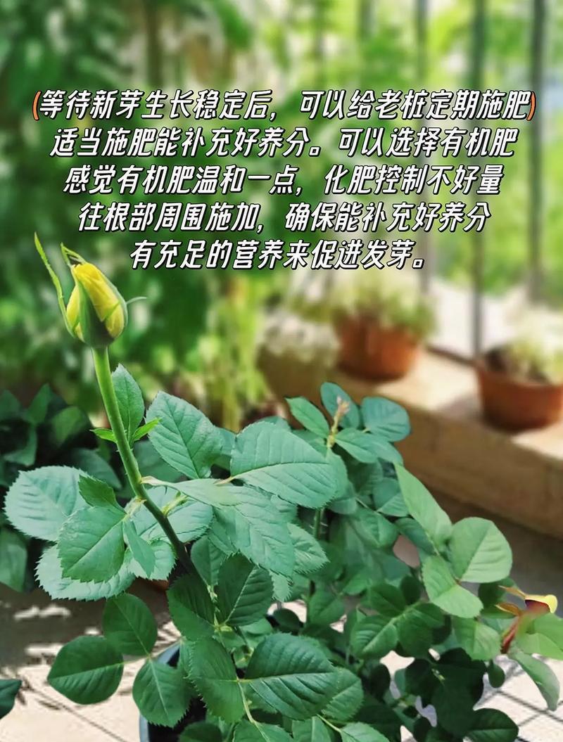 迷你玫瑰盆栽如何养护？有哪些注意事项？