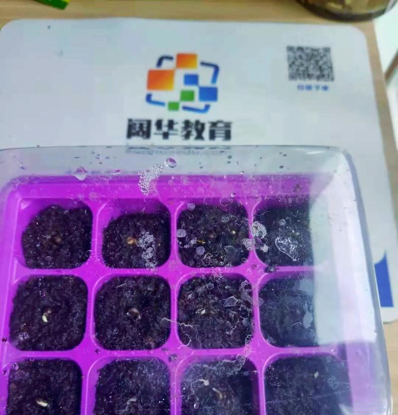 播种凤仙花需要哪些步骤？如何确保成功？