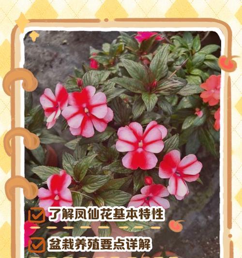 播种凤仙花需要哪些步骤？如何确保成功？
