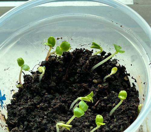 播种凤仙花需要哪些步骤？如何确保成功？