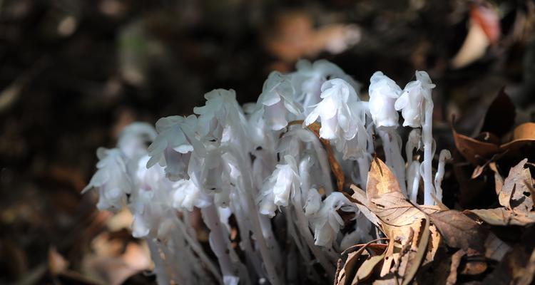 宁波大堰镇再现珍稀植物水晶兰？如何保护和繁殖？