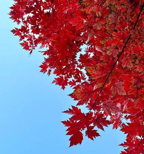 红叶开红花的植物是什么？有哪些特点？