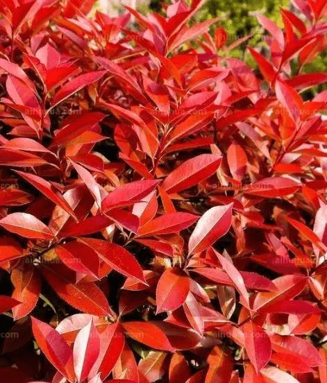 红叶开红花的植物是什么？有哪些特点？