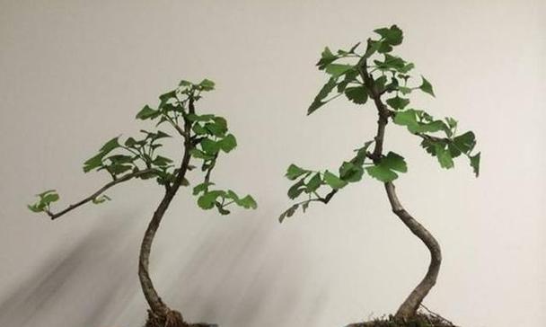 植物银杏树苗如何养护？有哪些常见问题？