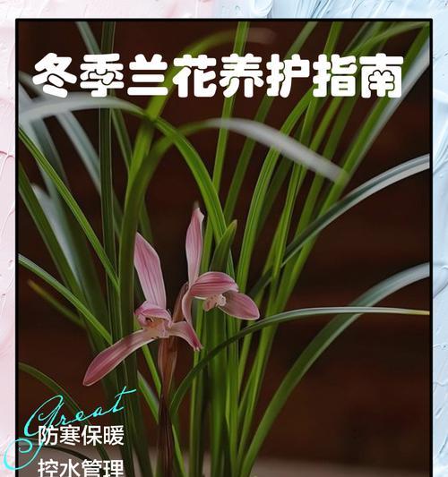 惠兰养护指南有哪些要点？如何让惠兰茁壮成长？
