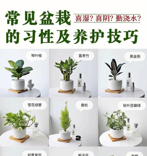 惠兰养护指南有哪些要点？如何让惠兰茁壮成长？