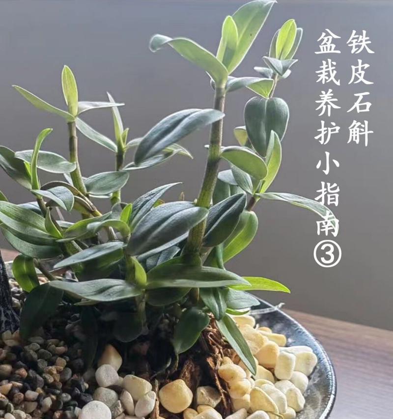 盆栽养护有哪些技巧？如何解决常见问题？