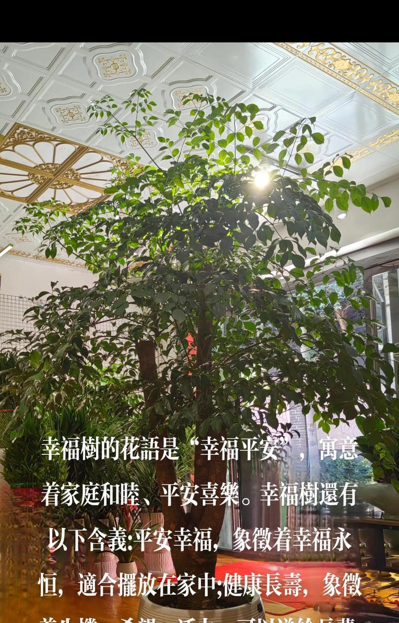 盆栽养护有哪些技巧？如何解决常见问题？