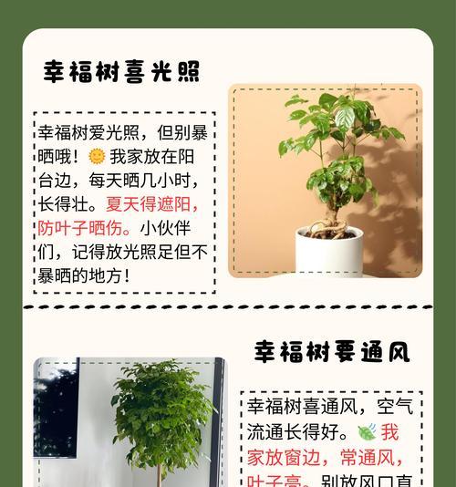 盆栽养护有哪些技巧？如何解决常见问题？