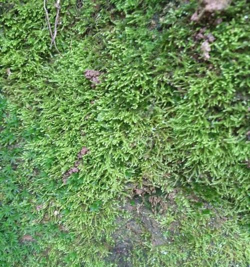 苔藓上长的豆芽状物是孢子囊吗？如何辨别？