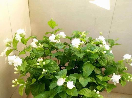 冬季如何轻松扦插花卉？怎样让家中花卉更繁茂？