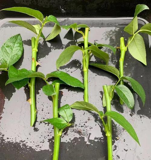 冬季如何轻松扦插花卉？怎样让家中花卉更繁茂？