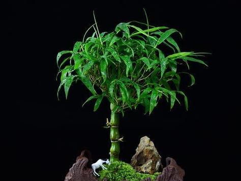 不超过2米的竹子品种有哪些？如何选择适合的品种？