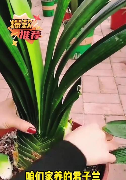 秋冬如何养护君子兰？怎样促进君子兰开花？