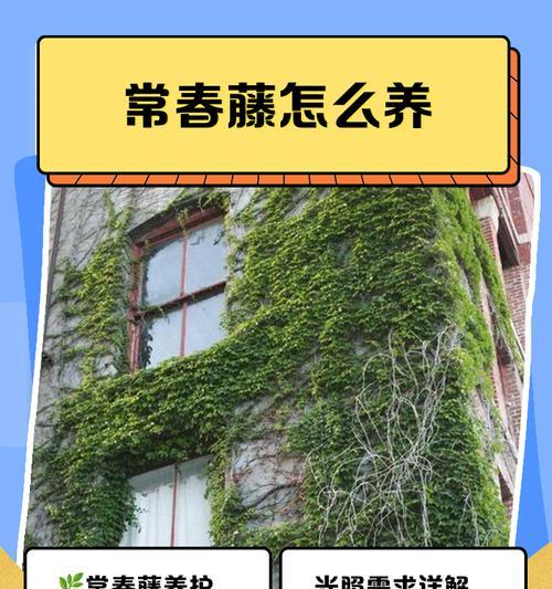 常春藤养护指南有哪些要点？如何解决常见问题？