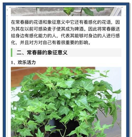 常春藤养护指南有哪些要点？如何解决常见问题？