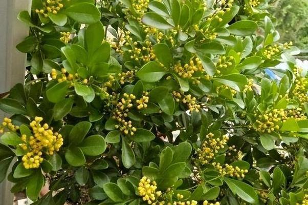 养好米兰花的关键点是什么？如何确保花朵味香花色金黄？