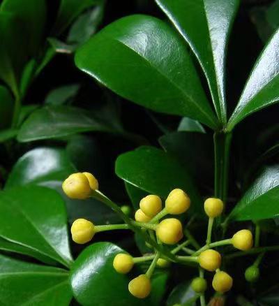 养好米兰花的关键点是什么？如何确保花朵味香花色金黄？