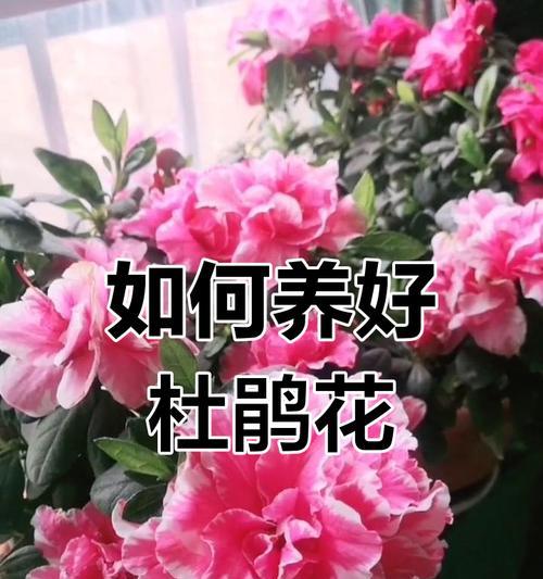 杜鹃花养护全攻略有哪些内容？从扦插到盛花需要注意什么？