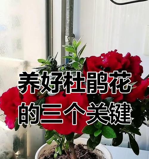 杜鹃花养护全攻略有哪些内容？从扦插到盛花需要注意什么？