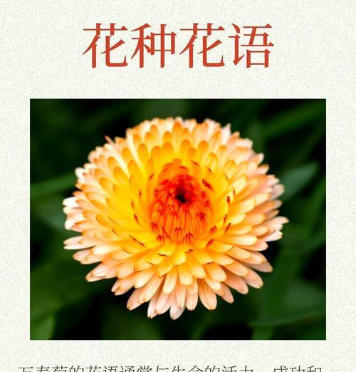 种植万寿菊一亩地需要多少种子？如何确保过冬？