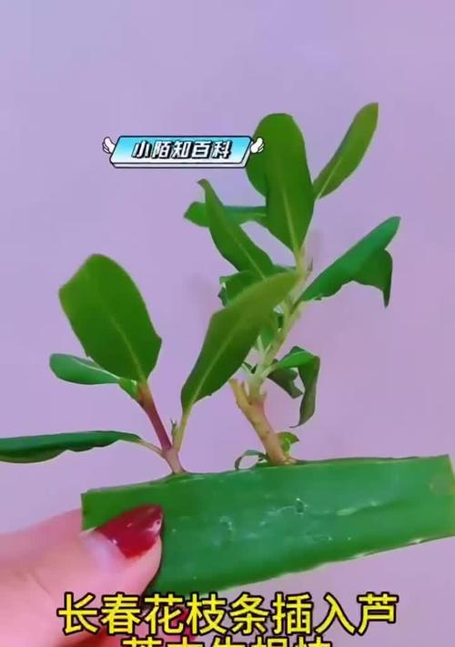 长春花水培十天根系能迅速生长吗？