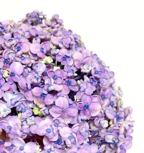 哪些绣球花品种值得推荐？