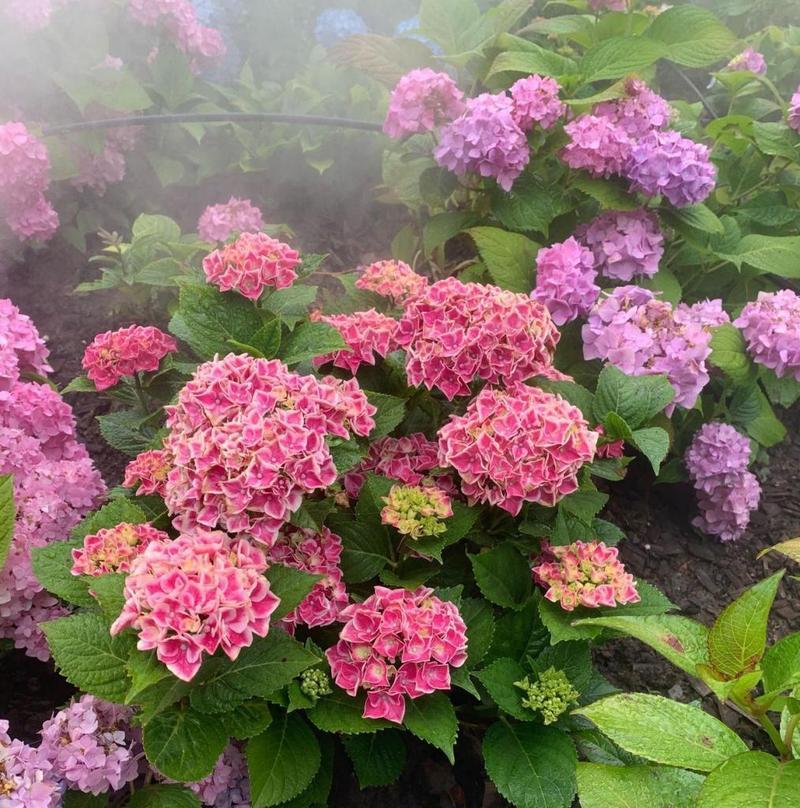 哪些绣球花品种值得推荐？